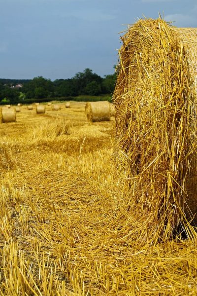 agricultural-agriculture-autumn-background-bale-barley-corn-country-countryside